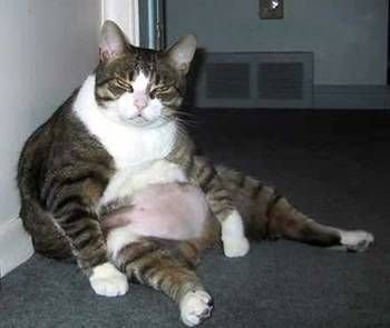 fat_cat.jpg
