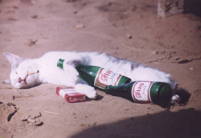 drunk kitty.jpg