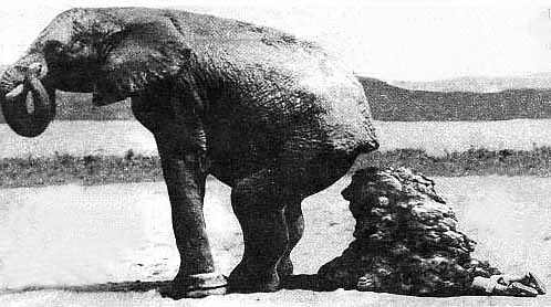 elefant.jpg