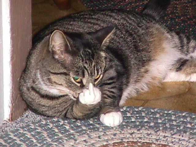 comedy - kitty giving the finger.jpg