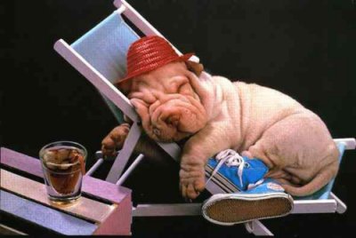 a dogs life.jpg